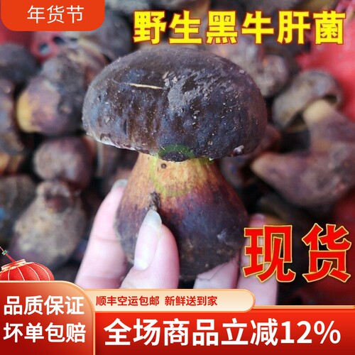 25年现货新鲜野生黑牛肝菌2斤云南特产蘑菇野生菌 鲜大脚菇黑见手 - 封面