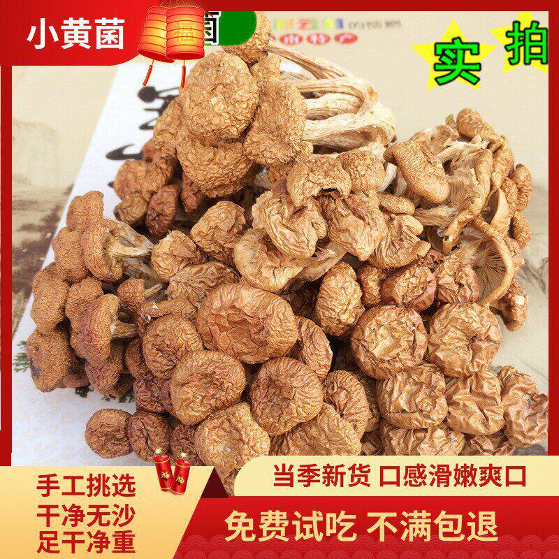 云南滑子菌滑子菇干货鸡油菌香菇蘑菇野生菌小黄蘑100g包邮鹅蛋菌