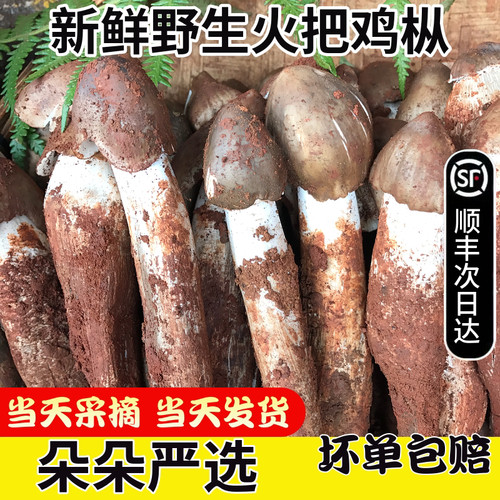新鲜野生菌荔枝菌鸡枞产地直发