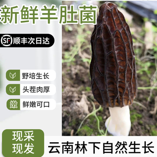 头茬新鲜羊肚菌云南山珍特产野生菌蘑菇仿野生高原林下野培羊肚菇