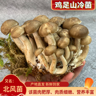 新鲜冷菌北风菌500g一窝菌煲汤鲜美云南大理土特产美味蘑菇野生菌