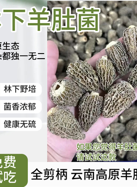 新货半野生羊肚菌云南高原头茬羊肚菌干货林下生长非大棚香味浓郁