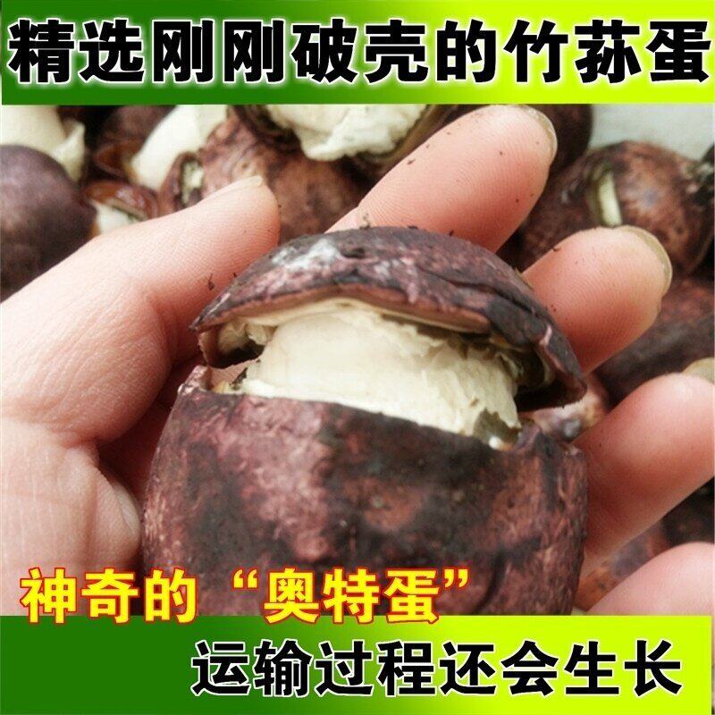 现货新鲜竹荪蛋2斤装 竹荪花菌中皇后新鲜竹荪野生菌山珍食材包邮