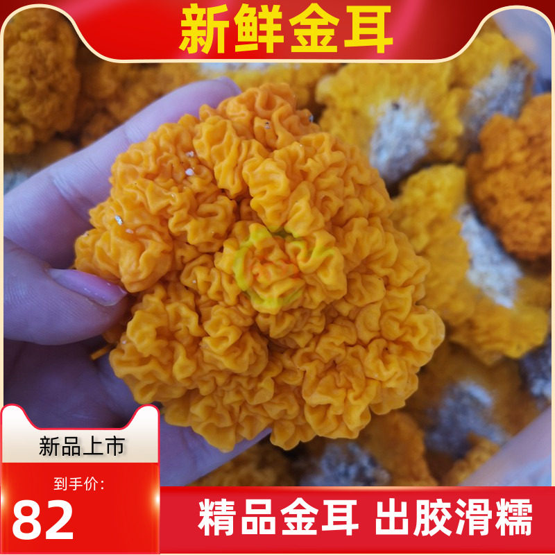 新鲜金耳菌500g椴木黄木耳