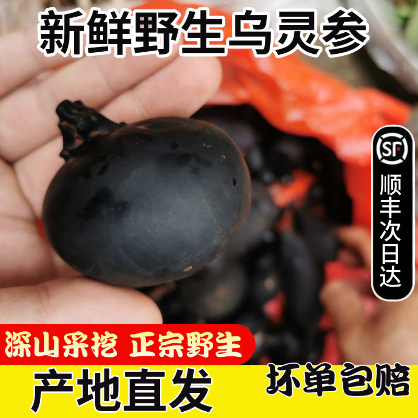 新鲜野生乌灵参500g鸡枞蛋雷震子