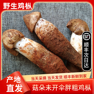 现货新鲜野生鸡枞菌500g云南鸡棕