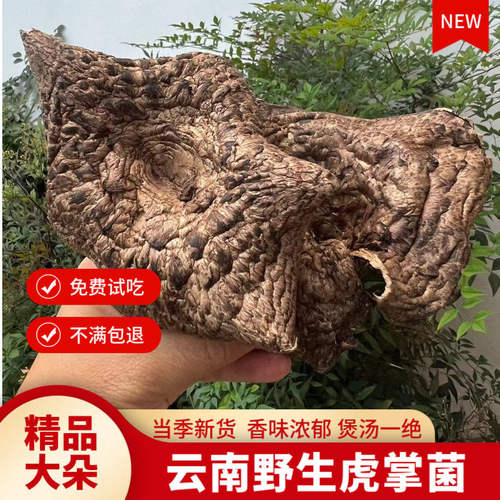 新货野生黑虎掌菌煲汤香浓郁正品
