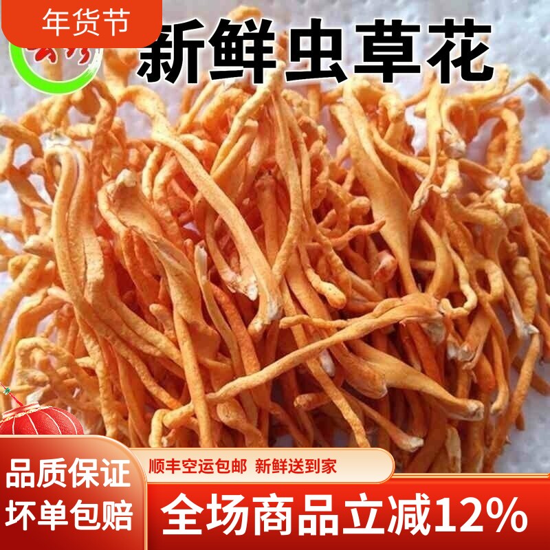 新鲜虫草花 北虫草正品精选1000g新鲜非干货孢子头金虫草蛹虫草