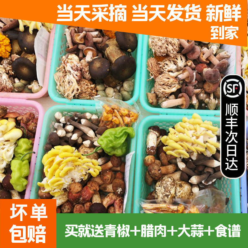 新鲜野生菌混合蘑菇2斤牛肝菌云南杂菌子组合松茸 青头鸡枞见手青