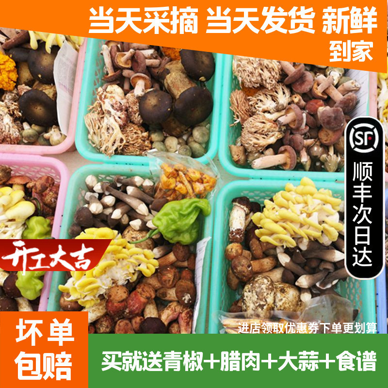 新鲜野生菌混合蘑菇2斤牛肝菌云南杂菌子组合松茸 青头鸡枞见手青