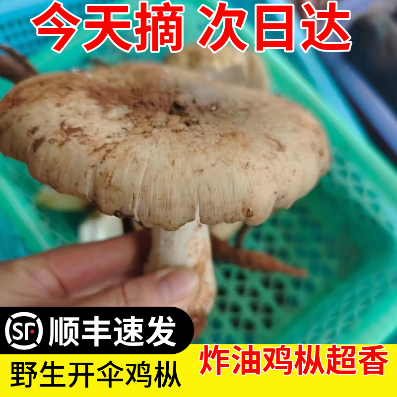新鲜开伞野生鸡枞菌三塔菇