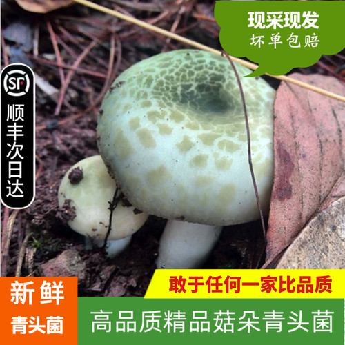 现货新鲜野生青头菌2斤