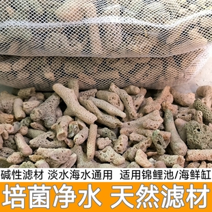 50斤珊瑚石滤材锦鲤鱼池过滤材料天然珊瑚骨海鲜池过滤大块珊瑚石