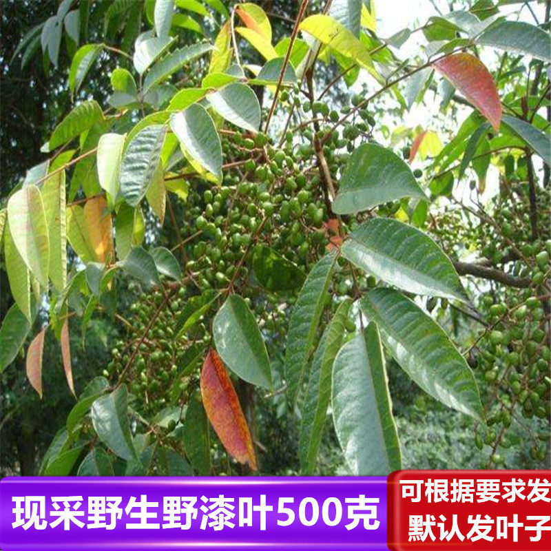 现采新鲜野漆树叶500g包邮染山红臭毛漆树山漆洋漆树野生木蜡树