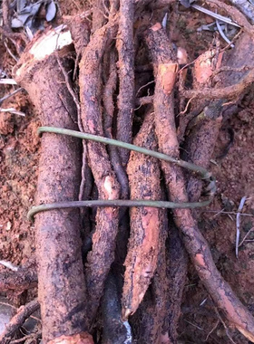 新鲜木姜子根木江子新鲜山胡椒晒干山苍子籽木桨子山苍子干果