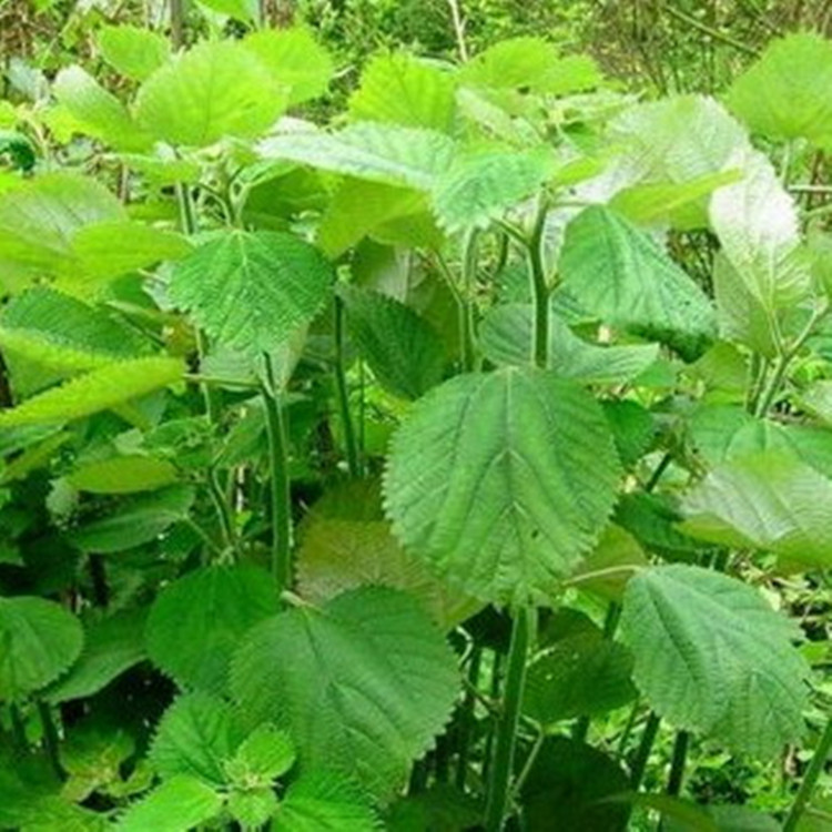 新鲜苎麻叶中草药苎叶野麻家麻青麻白麻现挖苎麻根500克包邮