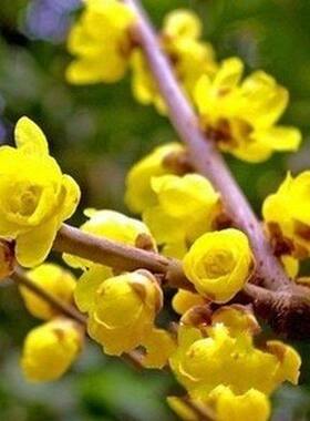 南方种植黄色腊梅室外四季原生苗