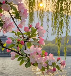 垂丝海棠花苗盆栽地栽庭院花卉植物四季开花好养活耐寒耐热