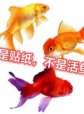 黄金鲤鱼贴纸装饰贴画马桶贴防水冰箱贴富贵招财划痕贴客厅墙贴纸