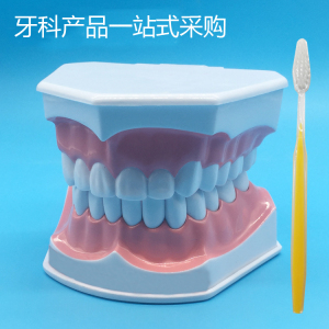 儿童早教刷牙模型两倍大牙齿模型口腔教学模型幼儿园教刷牙