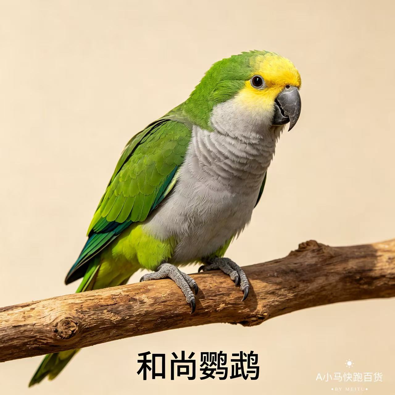 特价蓝和尚和尚鹦鹉活体带合法标识卡蓝绿和尚幼鸟宠物亲人半毛