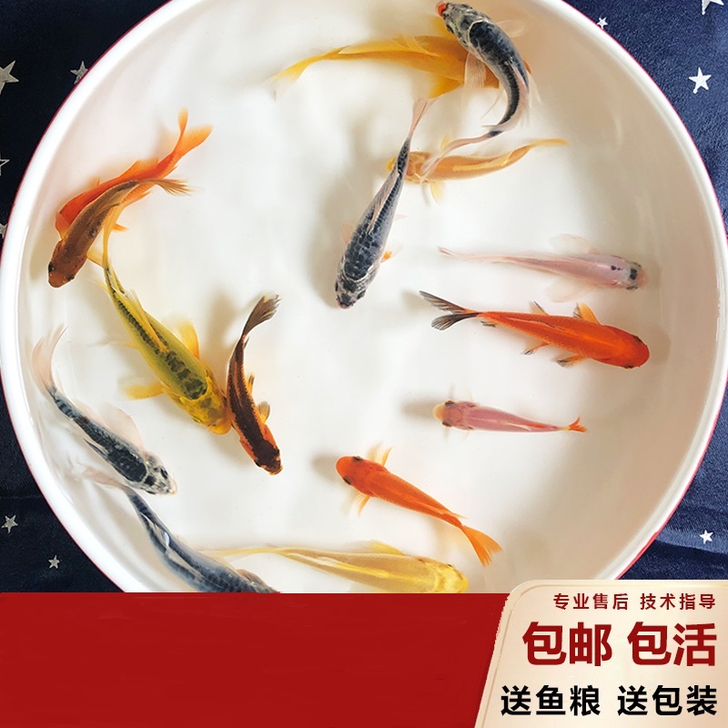 金鱼活体观赏鱼锦鲤小红草龙鱼小型鱼饲料鱼冷水鱼纯种龙凤小鱼苗