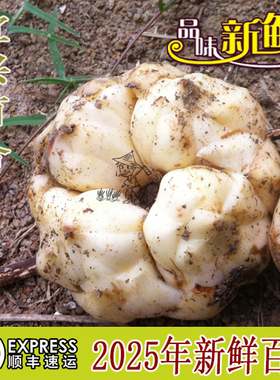 2025年宜兴新鲜大百合5斤3斤1000g宜兴特产现挖农家食用微苦百合