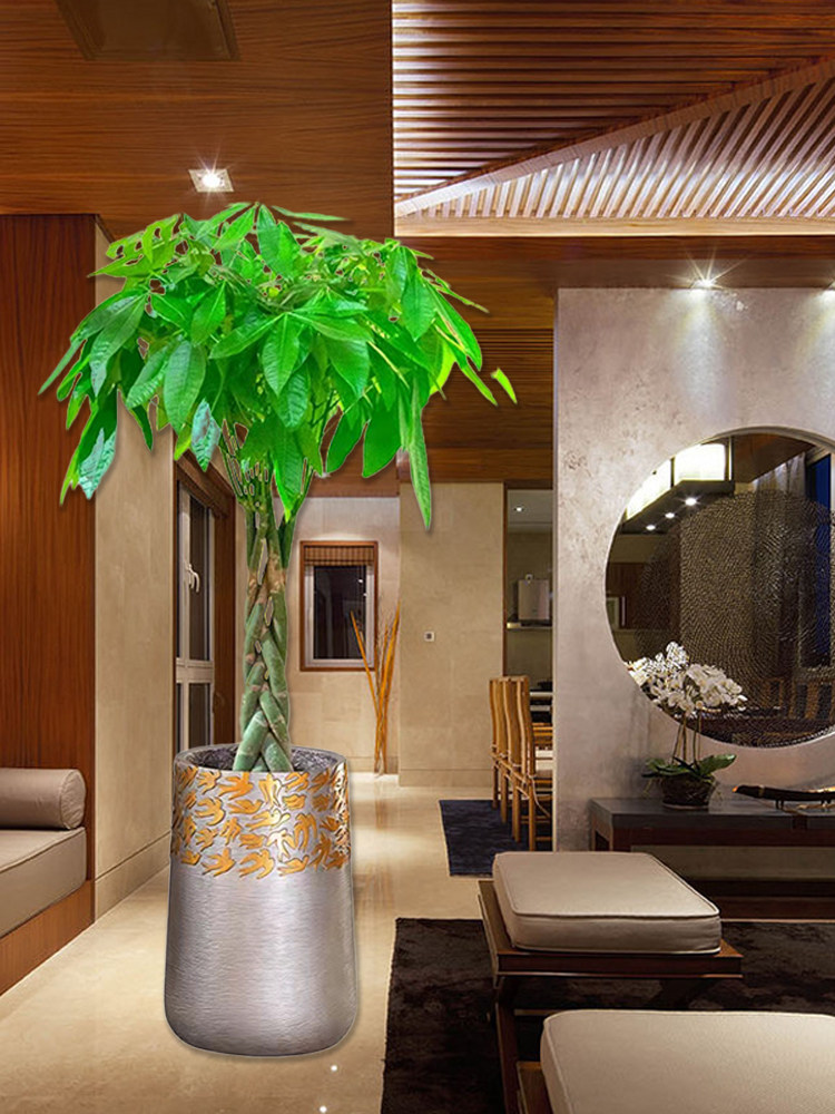 辫子发财树盆栽 包邮麻花盆景绿植常用室内除甲醛乔迁送礼植物