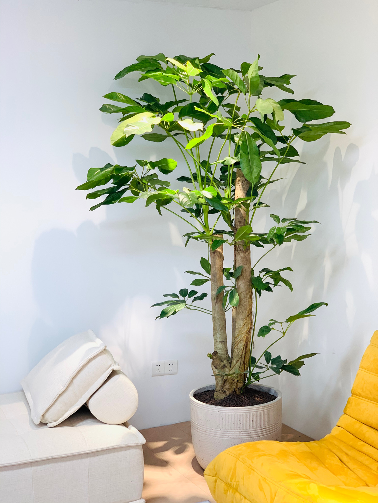 阿尔卑斯大叶伞室内大绿植