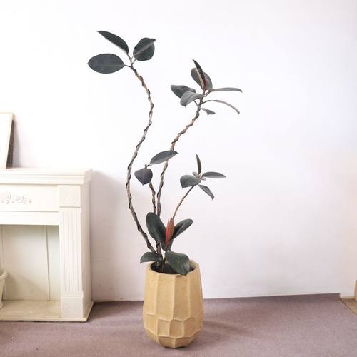 造型橡皮树黑金刚室内大型植物