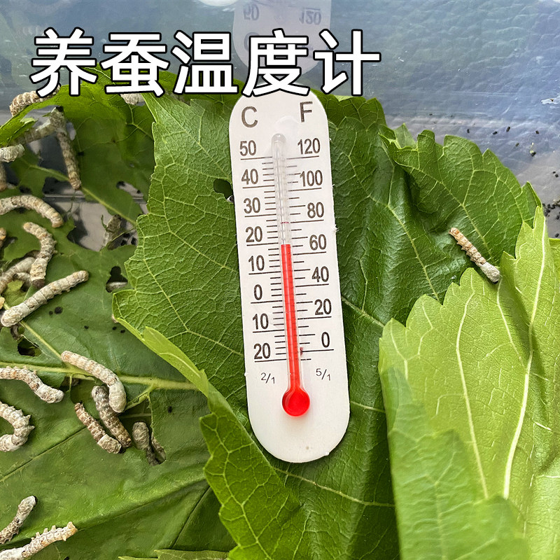 【耕耘严选】爬虫温度计蚕宝宝饲养环境温度检测关注小蚕健康情况