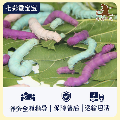 耕耘严选蚕宝宝七彩蚕安全便捷