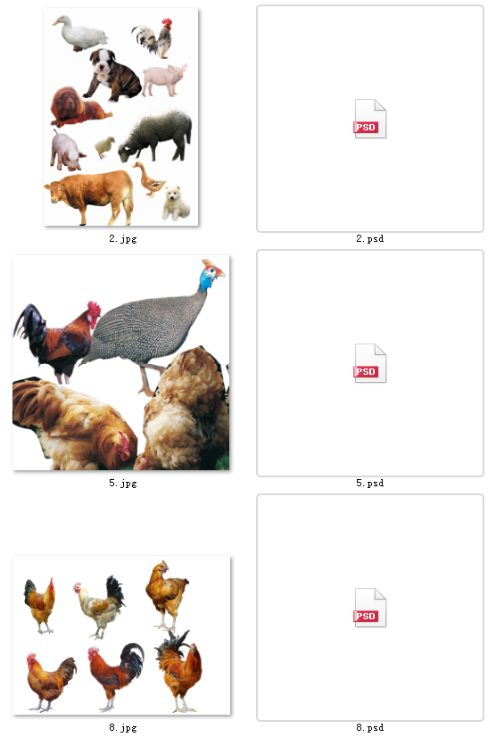 高清素材图片家禽-高清鸡鸭鹅牛羊狗兔图片psd(扣好)300dpi素材