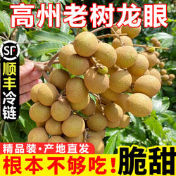 高州龙眼广东茂名石硖储良新鲜现摘当季水果现摘大果整箱顺丰包邮