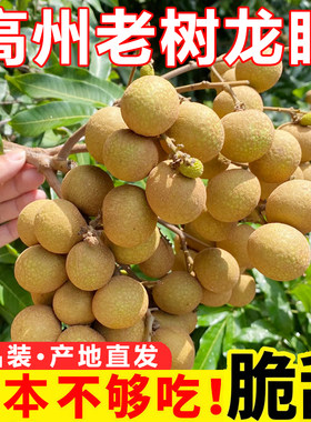高州龙眼广东茂名石硖储良新鲜现摘当季水果现摘大果整箱顺丰包邮