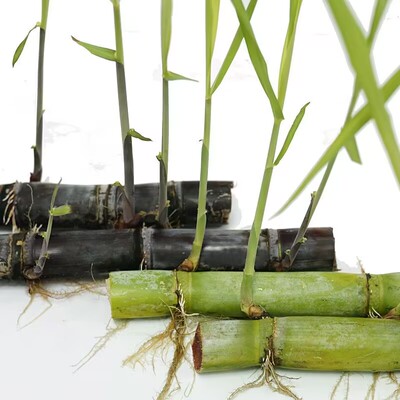 每根3芽甘蔗种青皮绿皮水果甘蔗种苗红皮黑皮蔗梢现摘发货3青3黑
