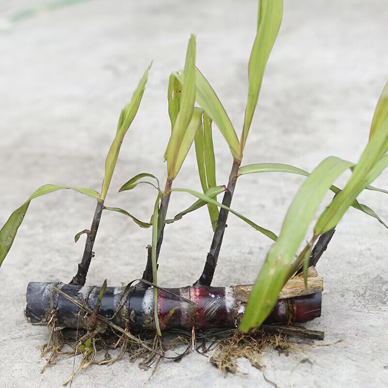 5根共20-30株芽苗黑皮甘蔗种苗新鲜水果甘蔗梢种子红青皮甘蔗种