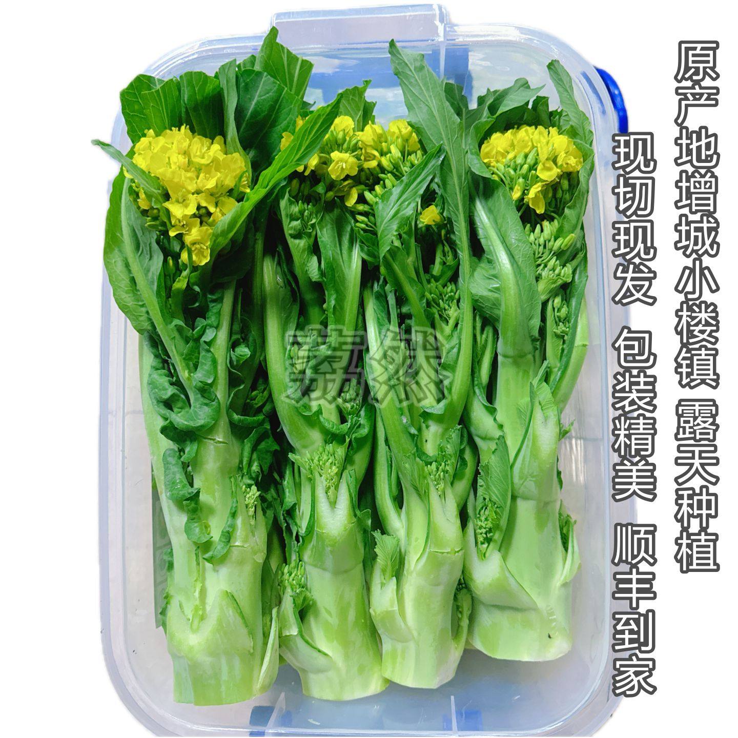 广东增城迟菜心精选鲜嫩净芯礼盒 现摘现发小楼高脚菜心,水产肉类/新鲜蔬果/熟食,叶菜类,淘宝优惠券,粉丝福利购,淘宝优惠卷
