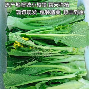 现摘现发 广东增城迟菜心 农家小楼高脚菜苔 精选鲜嫩净芯6斤礼盒