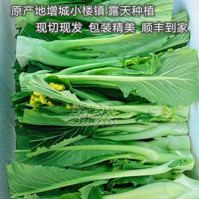 现摘现发增城迟菜心精品原产地