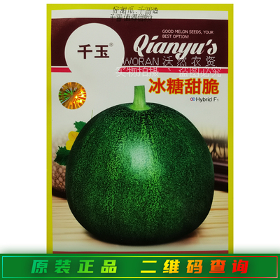 千玉冰糖甜脆香瓜种子肉细嫩