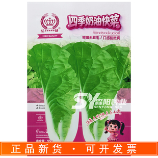 信研四季奶油快菜种子小白菜鸡毛菜鲜嫩无茸毛口感甜嫩爽春夏秋