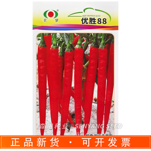 农望优胜88辣椒种子鲜食早熟长青椒红椒杂交种籽大棚露地四季蔬菜
