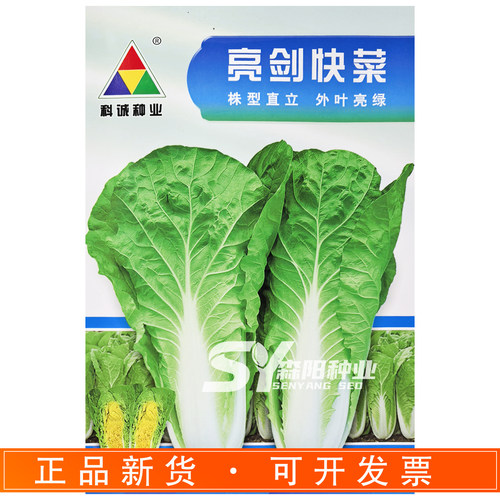 科诚种业快菜种子20-30天高产