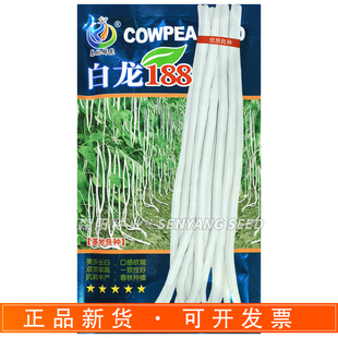 康地锦农白龙188豆角种子中熟肉厚软糯采收期长海南纯白豆角春秋