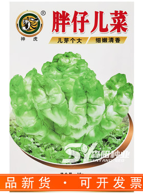 神虎胖仔儿菜芥菜种子早中熟嫩脆