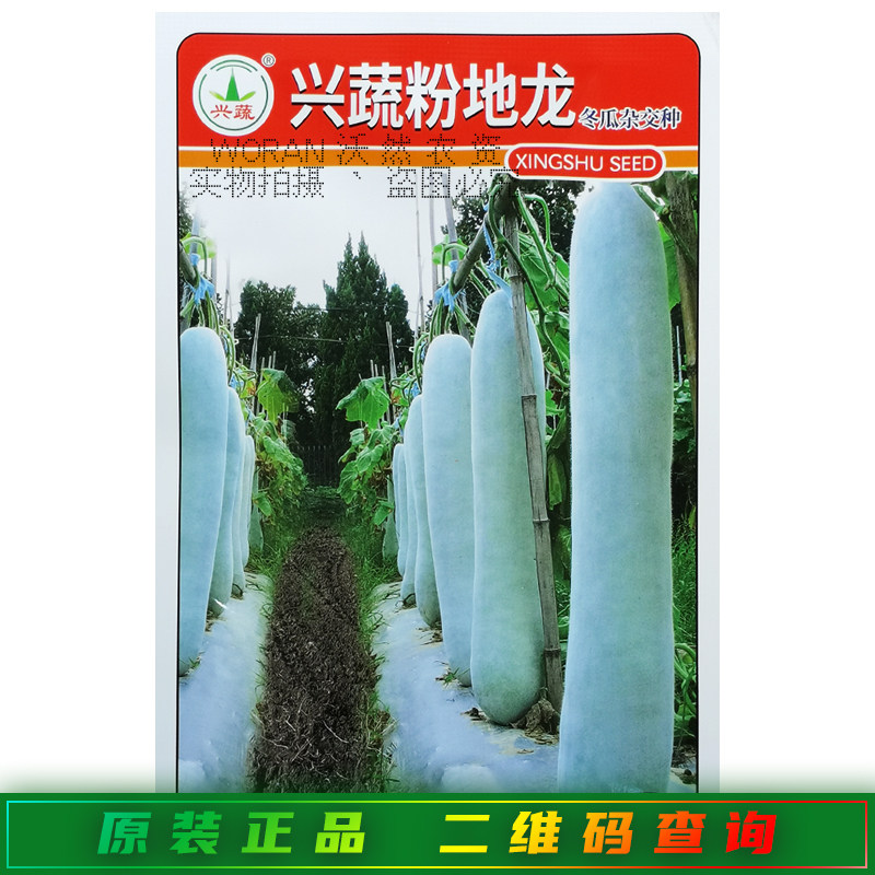 兴蔬粉地龙冬瓜种子春秋季高产腔小肉厚紧密炮弹形长冬瓜粉皮冬瓜