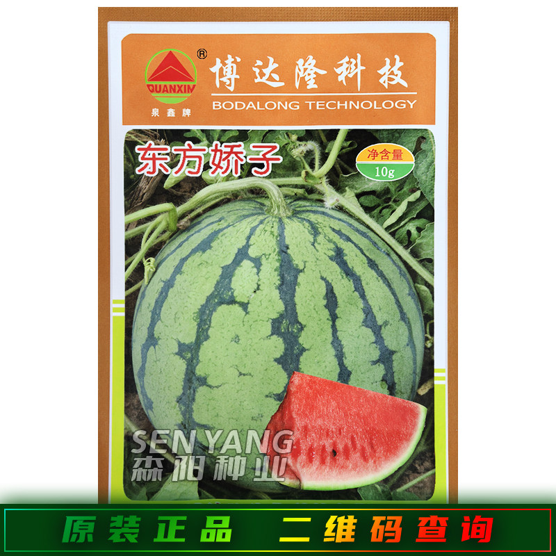 东方娇子西瓜种子籽早熟圆形花皮沙脆软口大红瓤麒麟西瓜早佳8424
