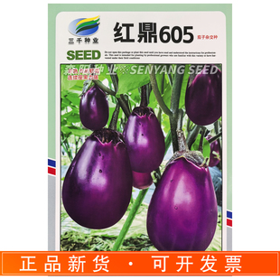 三千种业红鼎605茄子杂交种子高产早熟软糯紫红圆茄种籽四季蔬菜