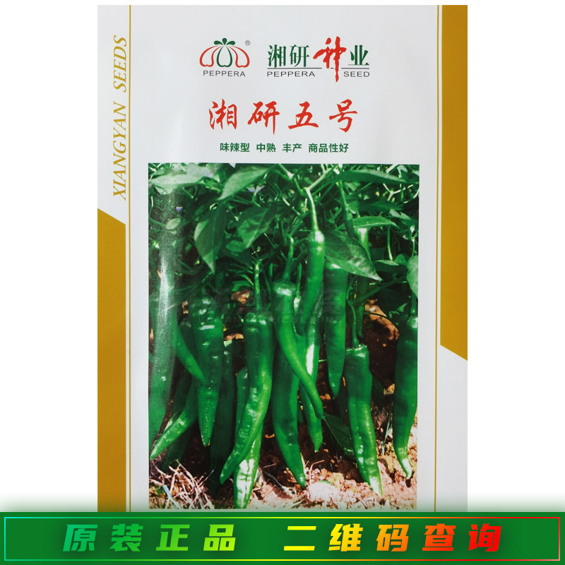 湘研五号辣椒种子中熟抗病高产 浅绿色厚肉牛角椒尖椒辣椒种籽孑